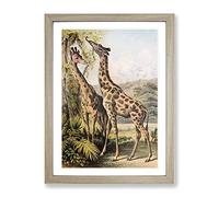 Vintage The Animal Kingdom 1897 Giraffes Vintage Framed Print | A3 Oak Framed Wall Art | Ready to Hang | Classic Animal Picture | Living Room Bedroom Lounge Office