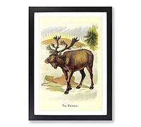 Vintage The Reindeer Framed Print | A2 Black Framed Wall Art | Ready to Hang | Classic Nature Picture | Living Room Bedroom Lounge Office