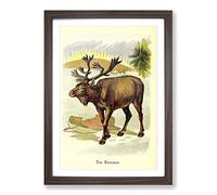 Vintage The Reindeer Framed Print | A2 Walnut Framed Wall Art | Ready to Hang | Classic Nature Picture | Living Room Bedroom Lounge Office