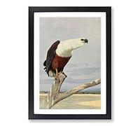 Vintage W Kuhnert African Fish Eagle Framed Print | A2 Black Framed Wall Art | Ready to Hang | Classic Animal Picture | Living Room Bedroom Lounge Office