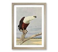 Vintage W Kuhnert African Fish Eagle Framed Print | A2 Oak Framed Wall Art | Ready to Hang | Classic Animal Picture | Living Room Bedroom Lounge Office
