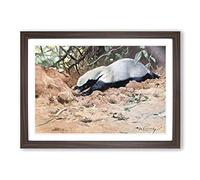 Vintage W Kuhnert African Honey Badger Framed Print | A2 Walnut Framed Wall Art | Ready to Hang | Classic Nature Picture | Living Room Bedroom Lounge Office