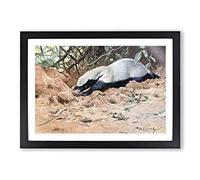 Vintage W Kuhnert African Honey Badger Framed Wall Art Print A2 Black
