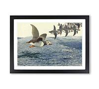 Vintage W Kuhnert Atlantic Puffin Framed Print | A2 Black Framed Wall Art | Ready to Hang | Classic Nature Picture | Living Room Bedroom Lounge Office