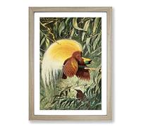 Vintage W Kuhnert Bird of Paradise Vol.1 Framed Print | A2 Oak Framed Wall Art | Ready to Hang | Classic Nature Picture | Living Room Bedroom Lounge Office