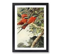 Vintage W Kuhnert Carmine Bee-Eater Framed Print | A2 Black Framed Wall Art | Ready to Hang | Classic Animal Picture | Living Room Bedroom Lounge Office