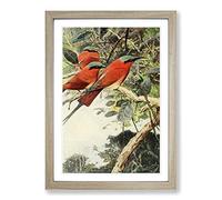Vintage W Kuhnert Carmine Bee-Eater Framed Print | A2 Oak Framed Wall Art | Ready to Hang | Classic Animal Picture | Living Room Bedroom Lounge Office