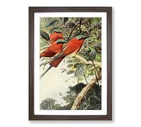 Vintage W Kuhnert Carmine Bee-Eater Framed Print | A2 Walnut Framed Wall Art | Ready to Hang | Classic Animal Picture | Living Room Bedroom Lounge Office