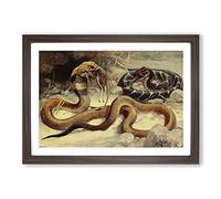 Vintage W Kuhnert Cobra & Puff Adder Framed Print | A2 Walnut Framed Wall Art | Ready to Hang | Classic Nature Picture | Living Room Bedroom Lounge Office