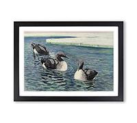 Vintage W Kuhnert Common Loon Framed Print | A2 Black Framed Wall Art | Ready to Hang | Classic Nature Picture | Living Room Bedroom Lounge Office