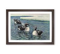 Vintage W Kuhnert Common Loon Framed Print | A2 Walnut Framed Wall Art | Ready to Hang | Classic Nature Picture | Living Room Bedroom Lounge Office