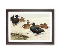 Vintage W Kuhnert Common & Velvet Scoter Framed Print | A2 Walnut Framed Wall Art | Ready to Hang | Classic Nature Picture | Living Room Bedroom Lounge Office