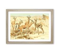 Vintage W Kuhnert Dorcas Gazelle Framed Print | A2 Oak Framed Wall Art | Ready to Hang | Classic Nature Picture | Living Room Bedroom Lounge Office