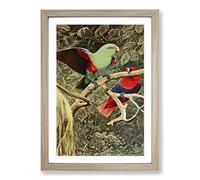 Vintage W Kuhnert Eclectus Parrot Framed Print | A2 Oak Framed Wall Art | Ready to Hang | Classic Animal Picture | Living Room Bedroom Lounge Office