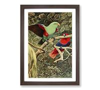Vintage W Kuhnert Eclectus Parrot Framed Print | A2 Walnut Framed Wall Art | Ready to Hang | Classic Animal Picture | Living Room Bedroom Lounge Office