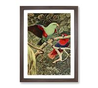 Vintage W Kuhnert Eclectus Parrot Vintage Framed Print | A2 Walnut Framed Wall Art | Ready to Hang | Classic Animal Picture | Living Room Bedroom Lounge Office