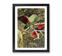 Vintage W Kuhnert Eclectus Parrot Vintage Framed Print | A3 Black Framed Wall Art | Ready to Hang | Classic Animal Picture | Living Room Bedroom Lounge Office