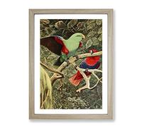 Vintage W Kuhnert Eclectus Parrot Vintage Framed Wall Art Print, Ready to Hang Picture for Living Room Bedroom Home Office Décor, Oak A3 (34 x 46 cm)