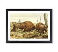 Vintage W Kuhnert European Bison Framed Print | A2 Black Framed Wall Art | Ready to Hang | Classic Nature Picture | Living Room Bedroom Lounge Office