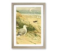 Vintage W Kuhnert European Herring Gull Framed Print | A2 Oak Framed Wall Art | Ready to Hang | Classic Animal Picture | Living Room Bedroom Lounge Office