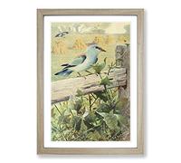 Vintage W Kuhnert European Roller Framed Print | A2 Oak Framed Wall Art | Ready to Hang | Classic Nature Picture | Living Room Bedroom Lounge Office