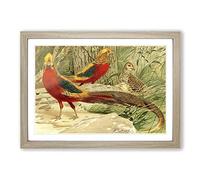 Vintage W Kuhnert Golden Pheasants Framed Print | A2 Oak Framed Wall Art | Ready to Hang | Classic Nature Picture | Living Room Bedroom Lounge Office