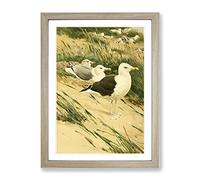 Vintage W Kuhnert Great Black Backed Gull Vintage Framed Wall Art Print, Ready to Hang Picture for Living Room Bedroom Home Office Décor, Oak A2 (64 x 46 cm)