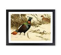 Vintage W Kuhnert Himalayan Monal Pheasant Framed Print | A2 Black Framed Wall Art | Ready to Hang | Classic Nature Picture | Living Room Bedroom Lounge Office
