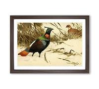 Vintage W Kuhnert Himalayan Monal Pheasant Framed Print | A2 Walnut Framed Wall Art | Ready to Hang | Classic Nature Picture | Living Room Bedroom Lounge Office