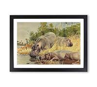 Vintage W Kuhnert Hippopotamus Framed Print | A2 Black Framed Wall Art | Ready to Hang | Classic Nature Picture | Living Room Bedroom Lounge Office