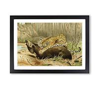 Vintage W Kuhnert Leopard Killing Tapir Framed Print | A2 Black Framed Wall Art | Ready to Hang | Classic Animal Picture | Living Room Bedroom Lounge Office