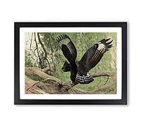Vintage W Kuhnert Long-Crested Eagle Framed Print | A2 Black Framed Wall Art | Ready to Hang | Classic Animal Picture | Living Room Bedroom Lounge Office