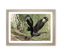 Vintage W Kuhnert Long-Crested Eagle Framed Print | A2 Oak Framed Wall Art | Ready to Hang | Classic Animal Picture | Living Room Bedroom Lounge Office