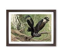 Vintage W Kuhnert Long-Crested Eagle Framed Print | A2 Walnut Framed Wall Art | Ready to Hang | Classic Animal Picture | Living Room Bedroom Lounge Office