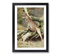 Vintage W Kuhnert Lynx Framed Print | A2 Black Framed Wall Art | Ready to Hang | Classic Nature Picture | Living Room Bedroom Lounge Office