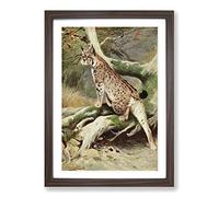Vintage W Kuhnert Lynx Framed Print | A2 Walnut Framed Wall Art | Ready to Hang | Classic Nature Picture | Living Room Bedroom Lounge Office