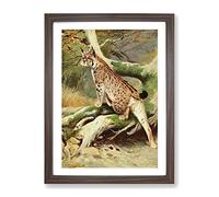 Vintage W Kuhnert Lynx Vintage Framed Print | A2 Walnut Framed Wall Art | Ready to Hang | Classic Nature Picture | Living Room Bedroom Lounge Office