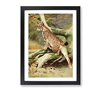 Vintage W Kuhnert Lynx Vintage Framed Print | A4 Black Framed Wall Art | Ready to Hang | Classic Nature Picture | Living Room Bedroom Lounge Office
