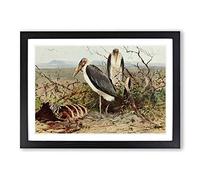 Vintage W Kuhnert Marabou Stork Framed Print | A2 Black Framed Wall Art | Ready to Hang | Classic Nature Picture | Living Room Bedroom Lounge Office