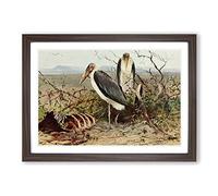 Vintage W Kuhnert Marabou Stork Framed Print | A2 Walnut Framed Wall Art | Ready to Hang | Classic Nature Picture | Living Room Bedroom Lounge Office