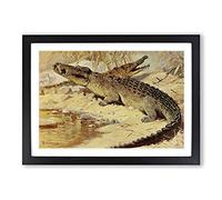 Vintage W Kuhnert Nile Crocodile Framed Print | A2 Black Framed Wall Art | Ready to Hang | Classic Nature Picture | Living Room Bedroom Lounge Office