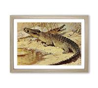 Vintage W Kuhnert Nile Crocodile Framed Print | A2 Oak Framed Wall Art | Ready to Hang | Classic Nature Picture | Living Room Bedroom Lounge Office