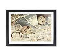 Vintage W Kuhnert North African Elephant Shrew Framed Print | A2 Black Framed Wall Art | Ready to Hang | Classic Animal Picture | Living Room Bedroom Lounge Office