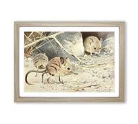 Vintage W Kuhnert North African Elephant Shrew Framed Print | A2 Oak Framed Wall Art | Ready to Hang | Classic Animal Picture | Living Room Bedroom Lounge Office