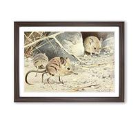 Vintage W Kuhnert North African Elephant Shrew Framed Print | A2 Walnut Framed Wall Art | Ready to Hang | Classic Animal Picture | Living Room Bedroom Lounge Office