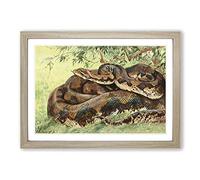 Vintage W Kuhnert Python Framed Print | A2 Oak Framed Wall Art | Ready to Hang | Classic Nature Picture | Living Room Bedroom Lounge Office