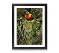 Vintage W Kuhnert Rainbow Lorikeet Vintage Framed Print | A3 Black Framed Wall Art | Ready to Hang | Classic Nature Picture | Living Room Bedroom Lounge Office