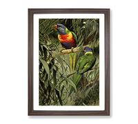 Vintage W Kuhnert Rainbow Lorikeet Vintage Framed Wall Art Print, Ready to Hang Picture for Living Room Bedroom Home Office Décor, Walnut A2 (64 x 46 cm)