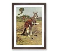 Vintage W Kuhnert Red Kangaroo Framed Print | A2 Walnut Framed Wall Art | Ready to Hang | Classic Nature Picture | Living Room Bedroom Lounge Office