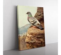 Vintage W Kuhnert Rock Dove Vintage Canvas Wall Art Print Ready to Hang, Framed Picture for Living Room Bedroom Home Office Décor, 50x35 cm (20x14 Inch)